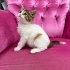 MASUMİYET TİMSALİ USLU KIZIMIZ ÖMÜRLÜK YUVASINI ARIYOR fotoğraf