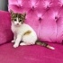 MASUMİYET TİMSALİ USLU KIZIMIZ ÖMÜRLÜK YUVASINI ARIYOR fotoğraf
