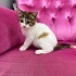 MASUMİYET TİMSALİ USLU KIZIMIZ ÖMÜRLÜK YUVASINI ARIYOR fotoğraf