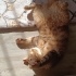 Ücretsiz sahiplencireceğim adı mio fotoğraf