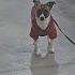 Jack Russell 4 yaşında kız fotoğraf