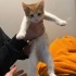 Kardeşiyle veterinerde bal çocuk fotoğraf