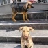 Ücretsiz sahiplenme terrier ve labrador yavrular acil yuva. fotoğraf