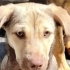 Ücretsiz sahiplenme terrier ve labrador yavrular acil yuva. fotoğraf