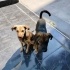 Ücretsiz sahiplenme terrier ve labrador yavrular acil yuva. fotoğraf