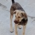 Ücretsiz sahiplenme terrier ve labrador yavrular acil yuva. fotoğraf