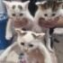 3 renkli kediler şans kedisidir sahiplenin evinize şans getirsinler fotoğraf