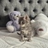 🎀 2 aylık uzun tüylü buz grisi Nebelung bebecik anne ve babasını arıyor. fotoğraf