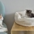 🎀 2 aylık uzun tüylü buz grisi Nebelung bebecik anne ve babasını arıyor. fotoğraf