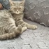 OYUNCU, SEVİMLİ VE UYSAL fotoğraf