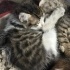 Bu miniklere yuva olmak ister misiniz? fotoğraf