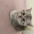 Yavru kedilerimi sahiplendiriyorum fotoğraf