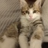 Minik Leo sizi bekliyor fotoğraf