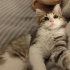 Minik Leo sizi bekliyor fotoğraf