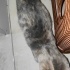 sokakta bulduk acil yuva yavru fotoğraf
