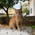 SARMAN KEDİ MALTEPE KARTAL fotoğraf