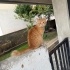 SARMAN KEDİ MALTEPE KARTAL fotoğraf
