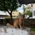 SARMAN KEDİ MALTEPE KARTAL fotoğraf