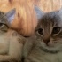 Bu güzel kedi sahip arıyor fotoğraf