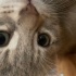 Bu güzel kedi sahip arıyor fotoğraf