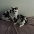 Sokaga donmeden yuva acill fotoğraf