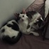 Sokaga donmeden yuva acill fotoğraf