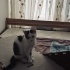 Sokaga donmeden yuva acill fotoğraf