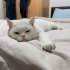İşitme engelli evin tek kedisi olacak fotoğraf