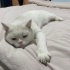 İşitme engelli evin tek kedisi olacak fotoğraf