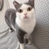 KENDİNİ SEVDİREN SEVİMLİ BİR KEDİCİK fotoğraf