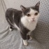 KENDİNİ SEVDİREN SEVİMLİ BİR KEDİCİK fotoğraf