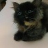 BEBEK POFUDUK KEDİ fotoğraf
