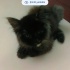 BEBEK POFUDUK KEDİ fotoğraf