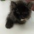 BEBEK POFUDUK KEDİ fotoğraf