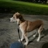Husky anne nin yavrusuna çok acil yuva fotoğraf
