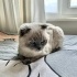 KEDİMİZİ ÜCRET TALEP ETMEDEN SAHİPLENDİRECEĞİZ fotoğraf