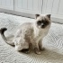 KEDİMİZİ ÜCRET TALEP ETMEDEN SAHİPLENDİRECEĞİZ fotoğraf