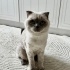KEDİMİZİ ÜCRET TALEP ETMEDEN SAHİPLENDİRECEĞİZ fotoğraf