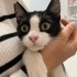 🐾 Smokin Güzeli "OREO" Ömürlük Yuvasını Arıyor 🐾 fotoğraf