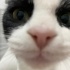 🐾 Smokin Güzeli "OREO" Ömürlük Yuvasını Arıyor 🐾 fotoğraf