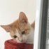 Minik Nohut’a yuva arıyoruz fotoğraf