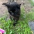 Sokağa bırakılmış cins kedi sevgi dolu yuvasını arıyor fotoğraf
