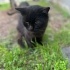 Sokağa bırakılmış cins kedi sevgi dolu yuvasını arıyor fotoğraf