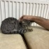 ayrancı kurtarılmış kedi fotoğraf
