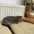 ayrancı kurtarılmış kedi fotoğraf