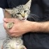 ayrancı kurtarılmış kedi fotoğraf