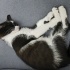 Luna'ya kalıcı yuva arıyoruz fotoğraf