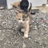 Anneleri öldü yuvasızlar fotoğraf