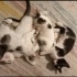 Çıtır'a kalıcı yuva arıyoruz fotoğraf