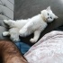 MAVİ GÖZLERİ YENİ SAHİBİNİ ARIYOR